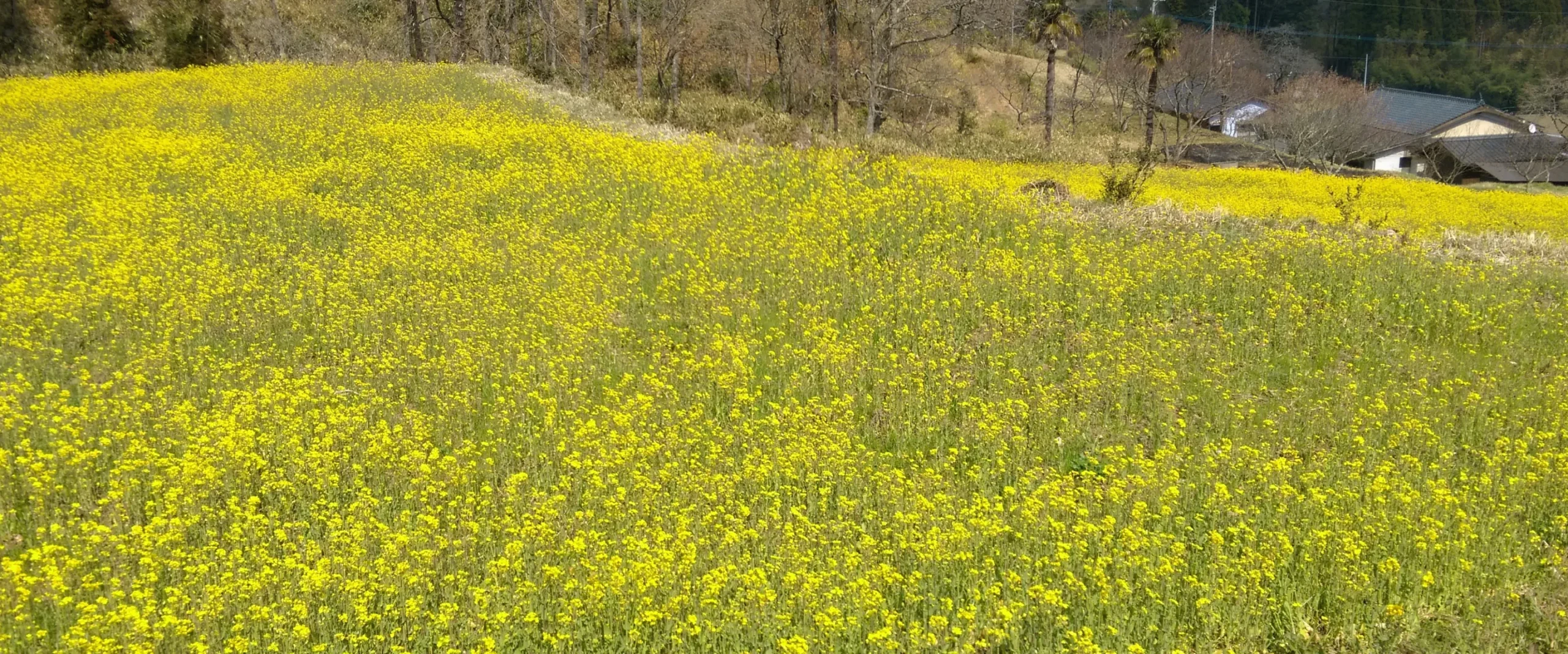 菜の花畑の風景