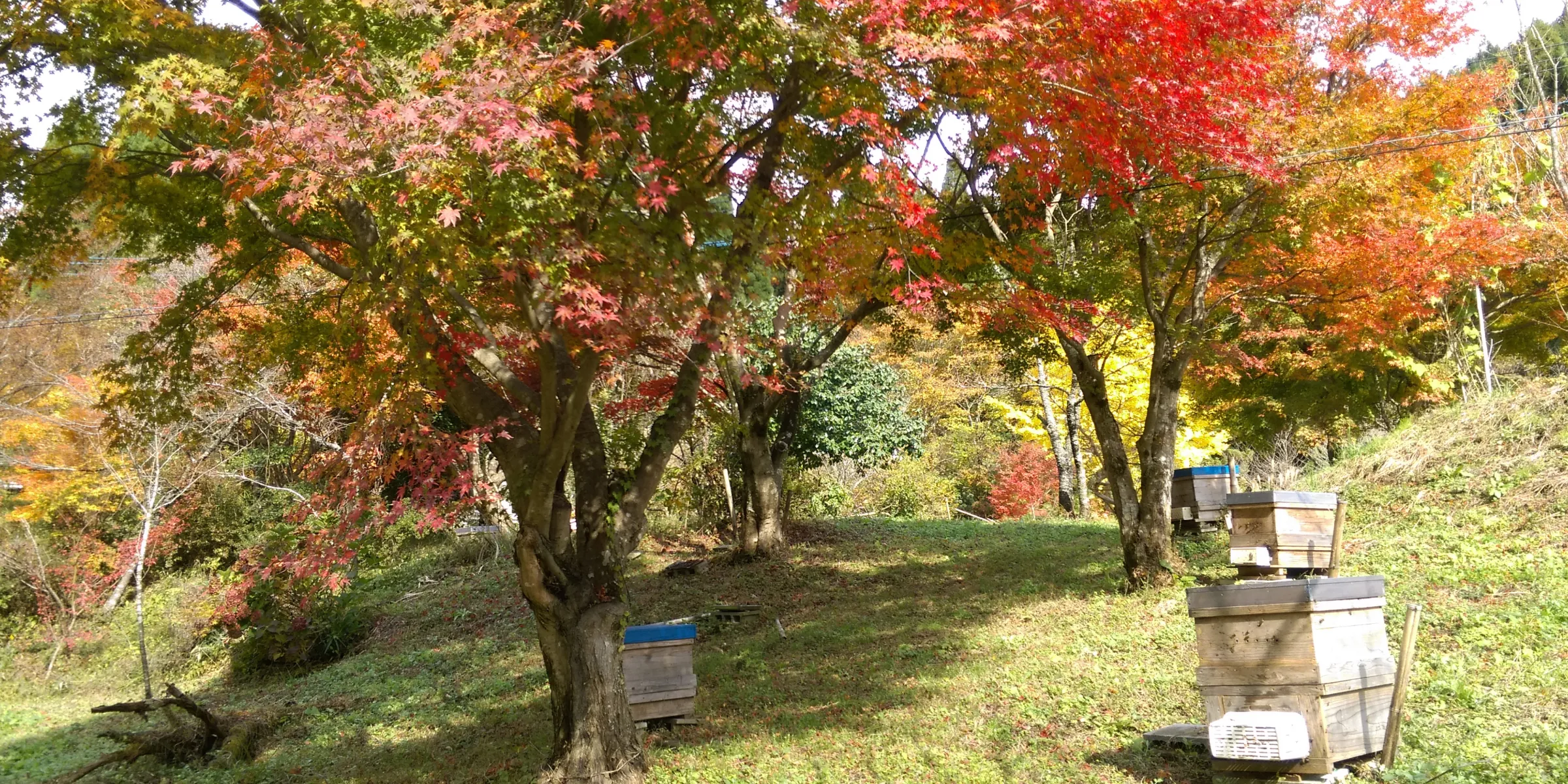 養蜂の風景