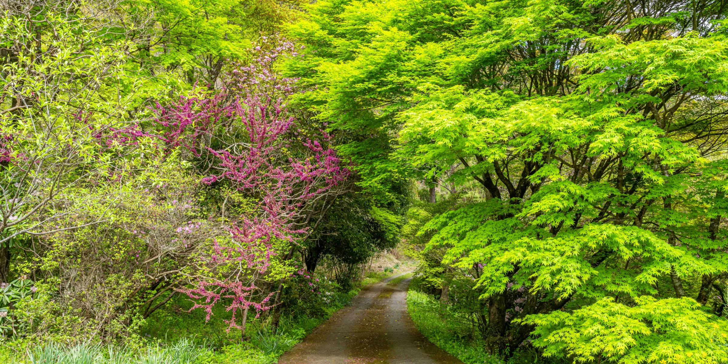 養蜂の風景